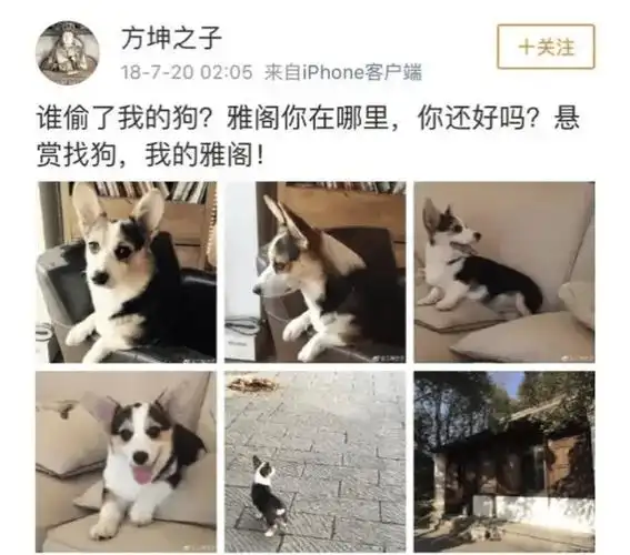 大家一开始还以为这只是一个寻找的丢狗事件,但没想到他后来看了监控