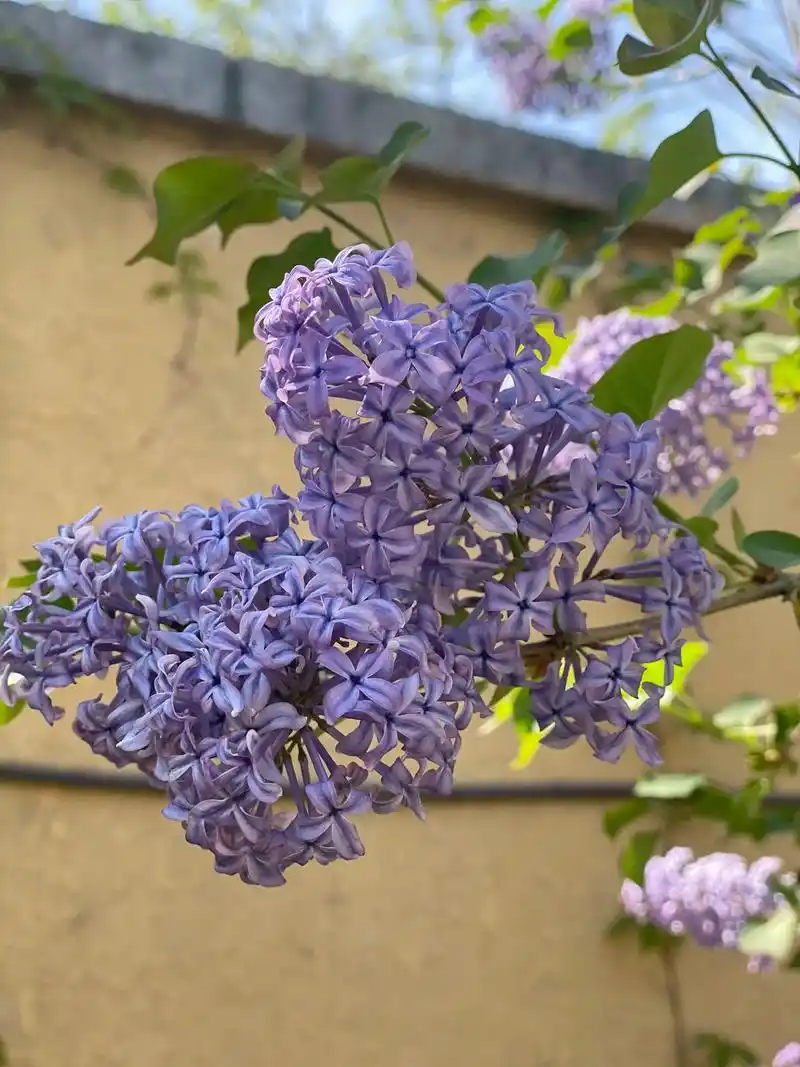 丁香花的一百种漂亮