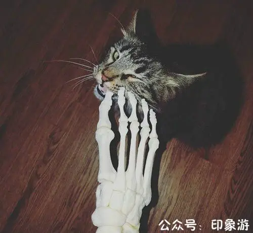 她将自己右腿制成"标本",并把右脚骨命名为"脚吉拉".