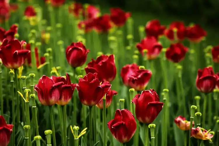 品鲜花,尝心悦目,感悟大自然之美.