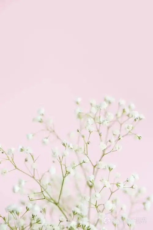 满天星在粉红色背景特写, 选择性焦点, 复制空间