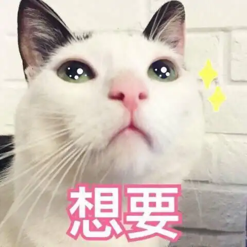 猫咪表情包