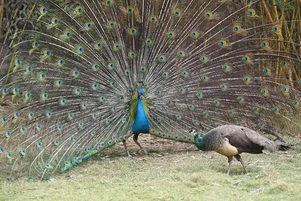 高调秀恩爱深圳野生动物园动物求偶忙