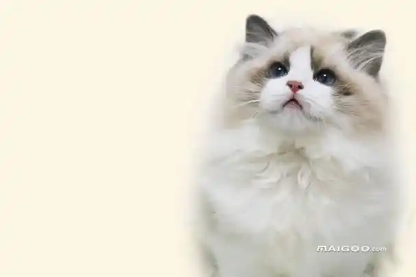 长毛猫品种有哪些长毛猫打结掉毛怎么处理