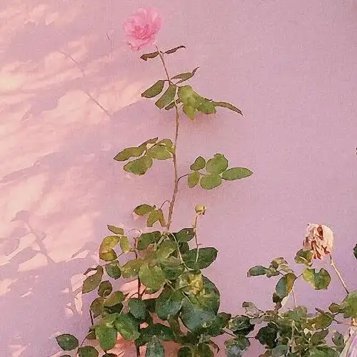 (更)鹅们要微信背景图嘛