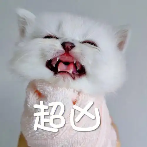 超凶小奶猫来袭