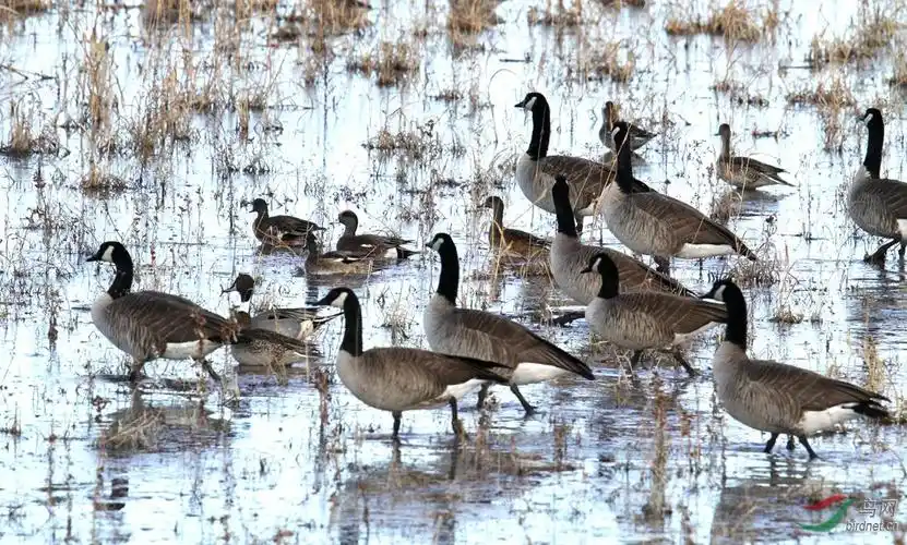 加拿大黑雁