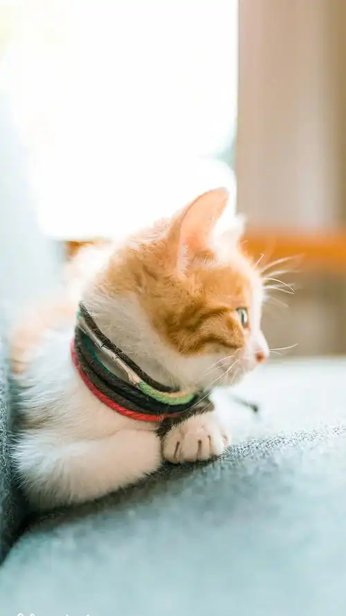 可爱小猫摄影图片高清手机壁纸,动物,可爱,猫,喵星人,萌宠,猫咪,动物