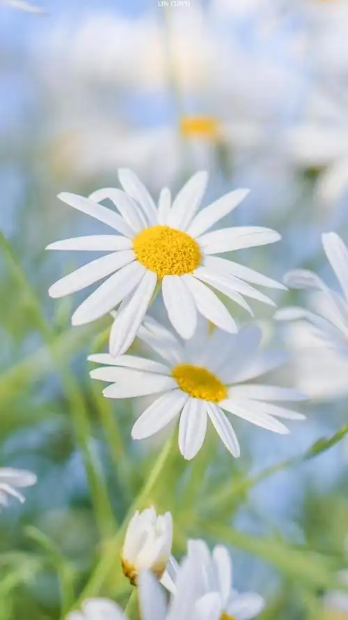 唯美小清新大滨菊,高清图片,手机壁纸