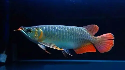 9大龙鱼头型优缺点,看看你家爱龙属于哪一