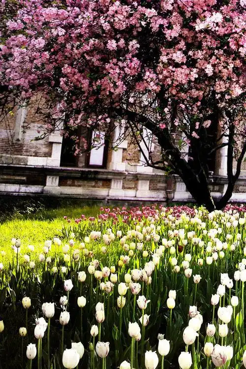 郁金香花树风景背景图片