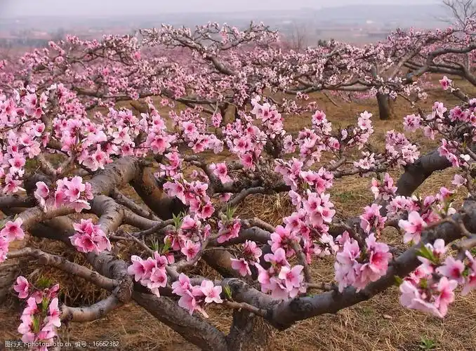 关键词:桃树花 桃树 桃花 粉红花 桃园桃树花 生物世界 花草 摄影图库