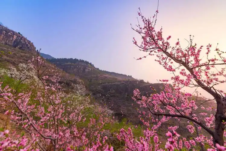 霞光桃花两相映,疑是桃花飞满天.