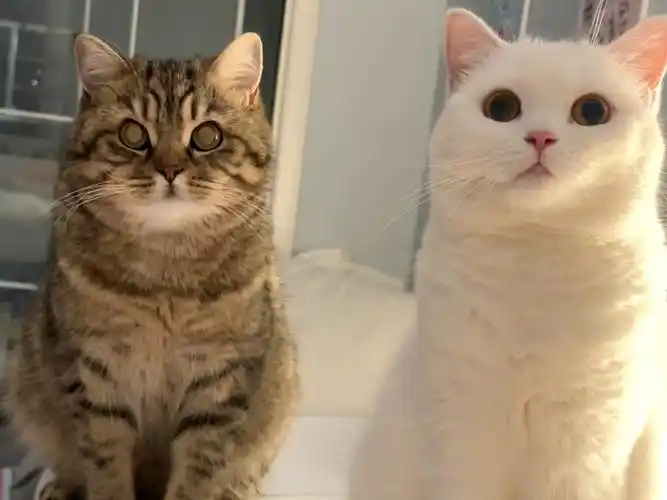 五年前坐在高考考场的我怎么都没想到五年后我会拥有可爱的两只小猫