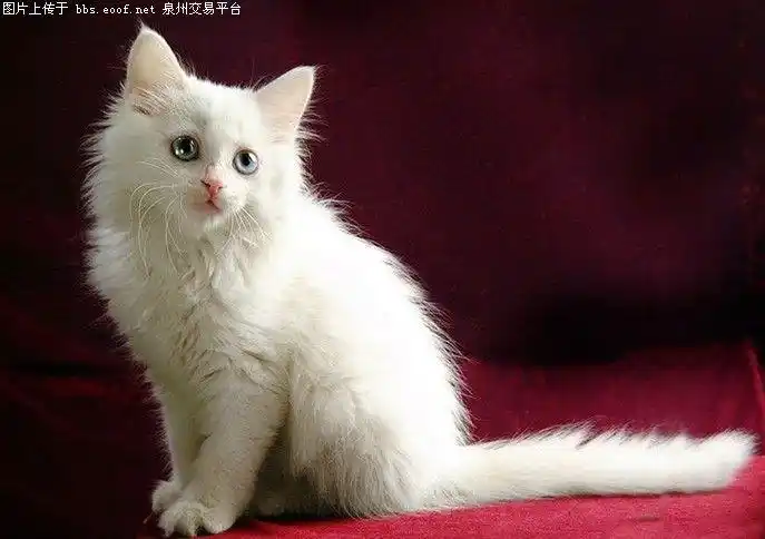 主题:精品方脸长毛双蓝眼波斯猫两只