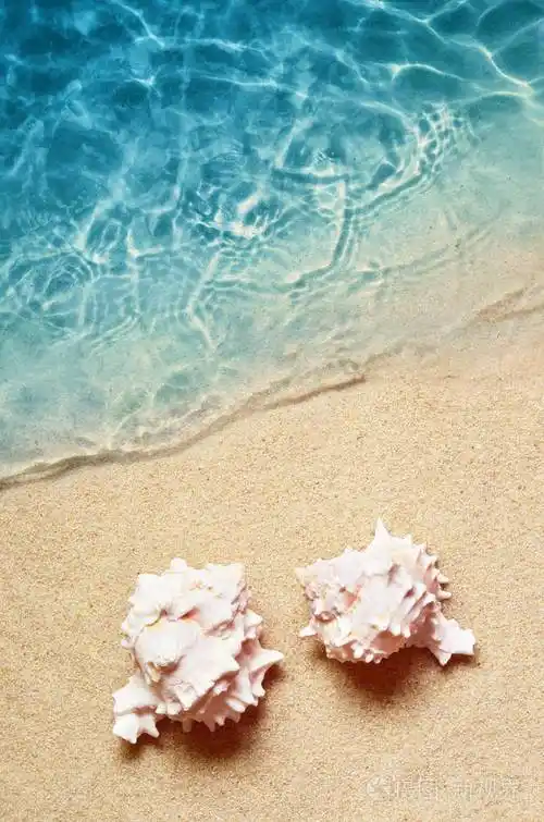 海水中夏天海滩上的贝壳夏季背景夏季