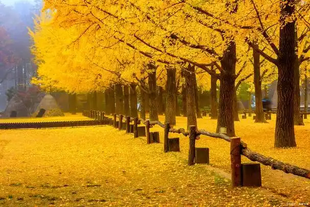 中国十大银杏风景观赏地,最美秋季赏银杏林胜地,你想去哪一个?