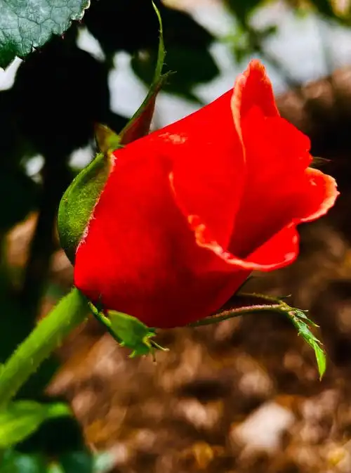 含苞欲放的红玫瑰