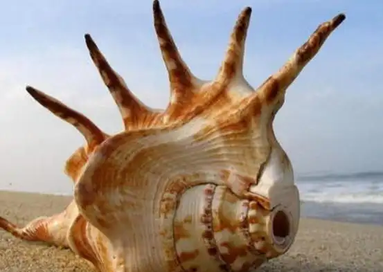 观音手是指海边奇形怪状,五颜六色的一种小贝壳.