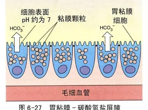 每日一学|胃的屏障保护机制