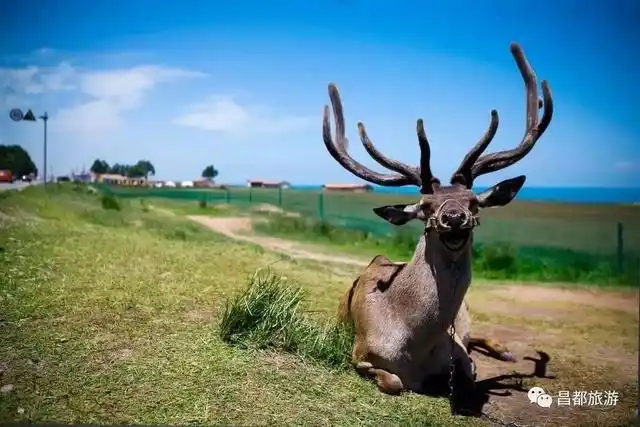 来自藏东大地上的精灵野生马鹿