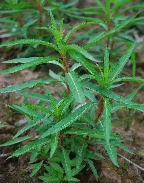 这种草喝酒的时候吃它, 保护肝脏, 难得的"神仙草"