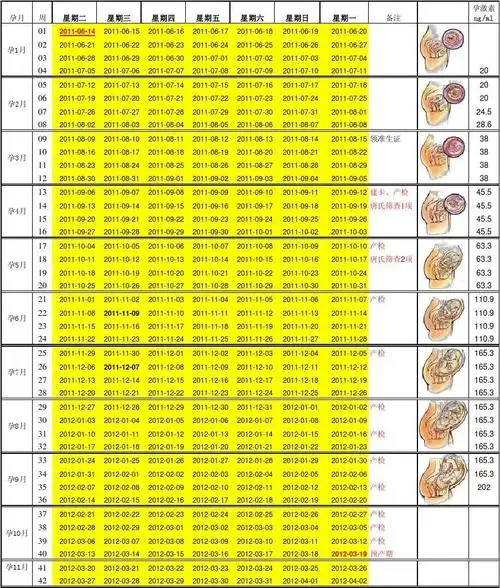 怀孕40周胎儿发育每周情况表-新版