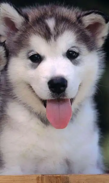 什么狗狗都可以_百度知道