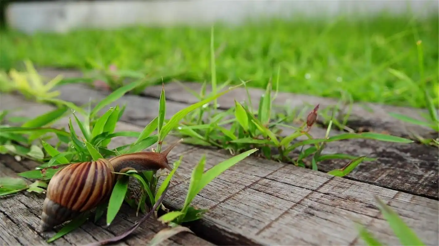 唯美小清新护眼绿色风景图片桌面壁纸