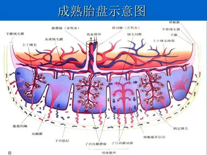 成熟胎盘示意图
