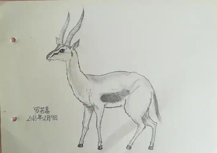 羚羊速写