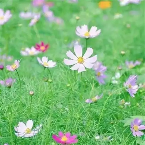 最美格桑花头像图片大全 适合做微信头像的格桑花图片_植物头像_头像