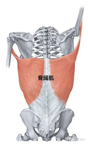 引体向上,主要锻炼到的肌肉是背阔肌.