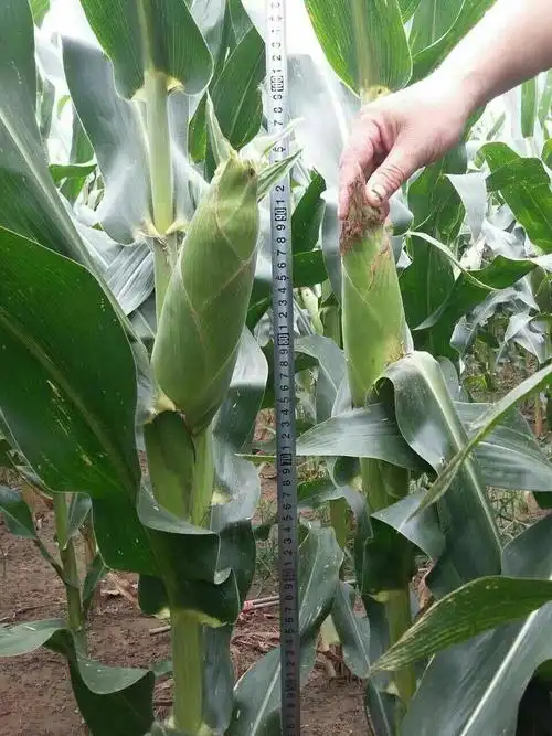 大丰收的选择…矮杆玉米相伴