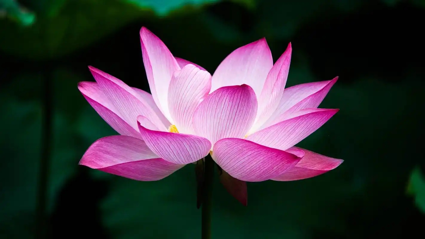 盛开的荷花摄影高清宽屏壁纸