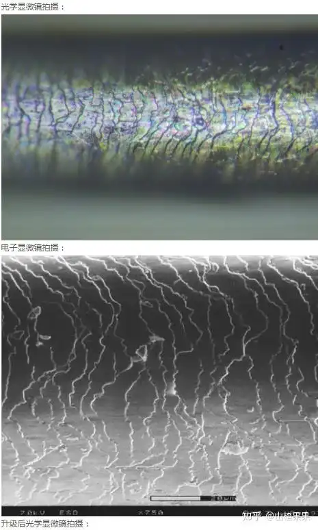 显微镜下的头发毛鳞片 - 知乎