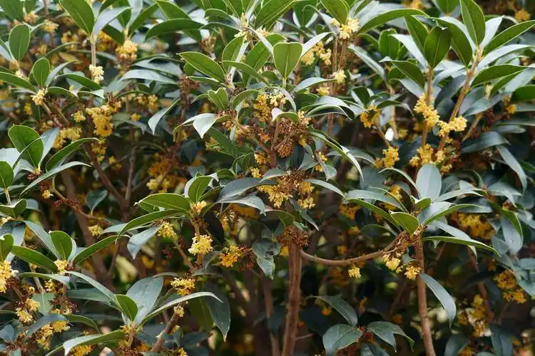 原创67岁农民大叔家16年生金桂树1年开花2次3万元不卖