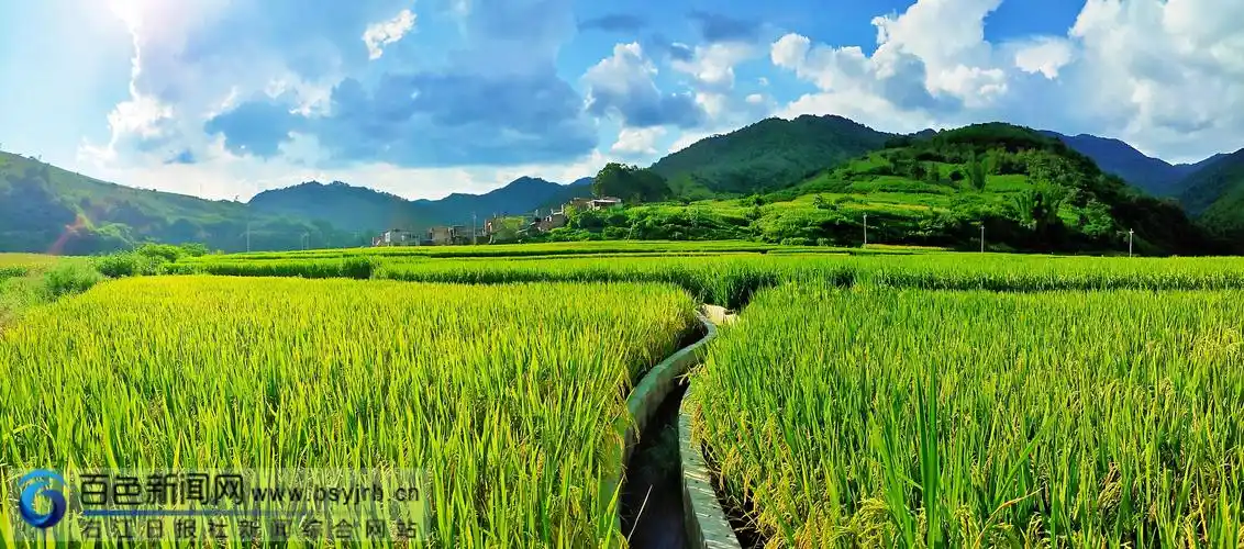 图为西林县那佐苗族乡达下村巴林屯一望无际的稻田.(班鑫 摄)