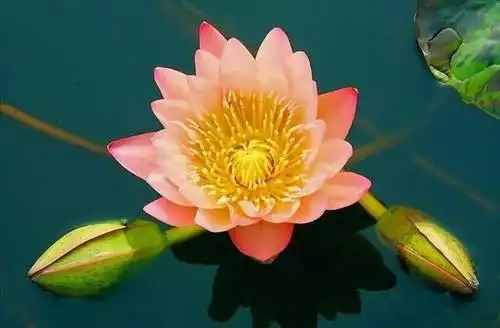 这里有世界上最大的莲花——帝王莲