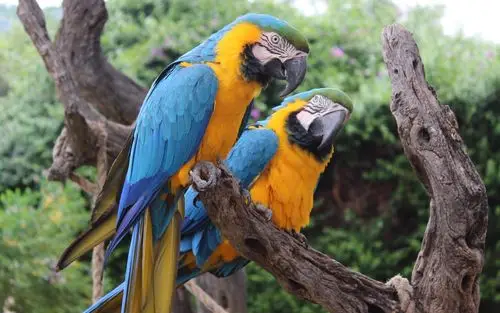 可爱美女,动物,鹦鹉,可爱,动物,电脑壁纸,壁纸会说话的鹦鹉