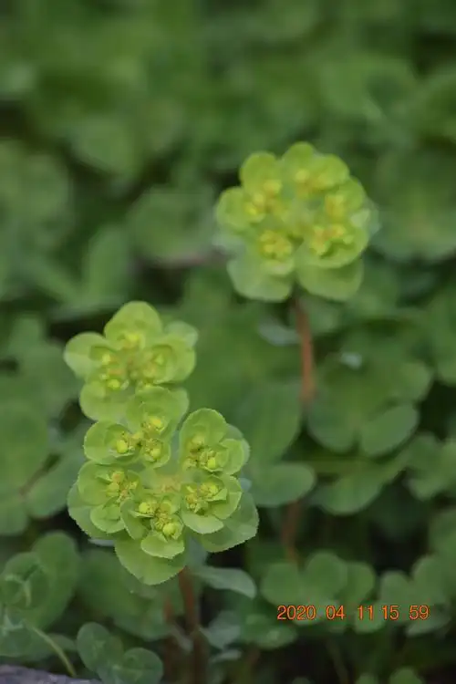 那草本无名,路边无人识