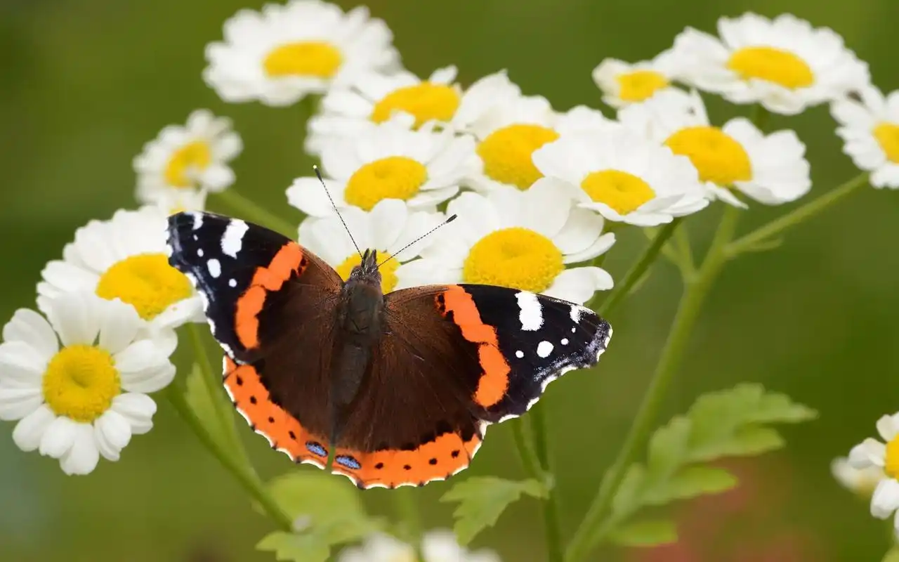 蝴蝶和花唯美自然摄影图片桌面壁纸