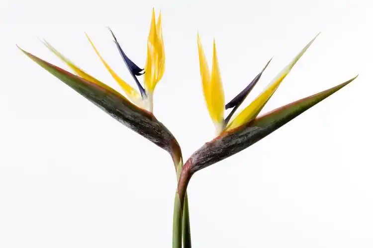 天堂鸟图片植物