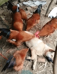 狗狗大公鸡搞笑好像在按摩gif动图_动态图_表情包下载_soogif