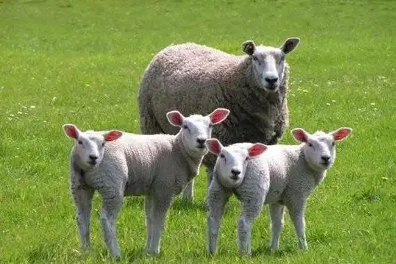 山羊和绵羊的外表区别(绵羊和山羊的区别)