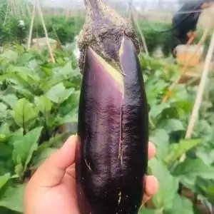 云南茄子本地老品种黑茄子露天自然熟新鲜现摘现发6斤整箱