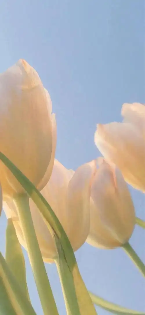 全面屏手机壁纸丨好看的人随便一拍就是头像难看的人随便一拍就是搞笑