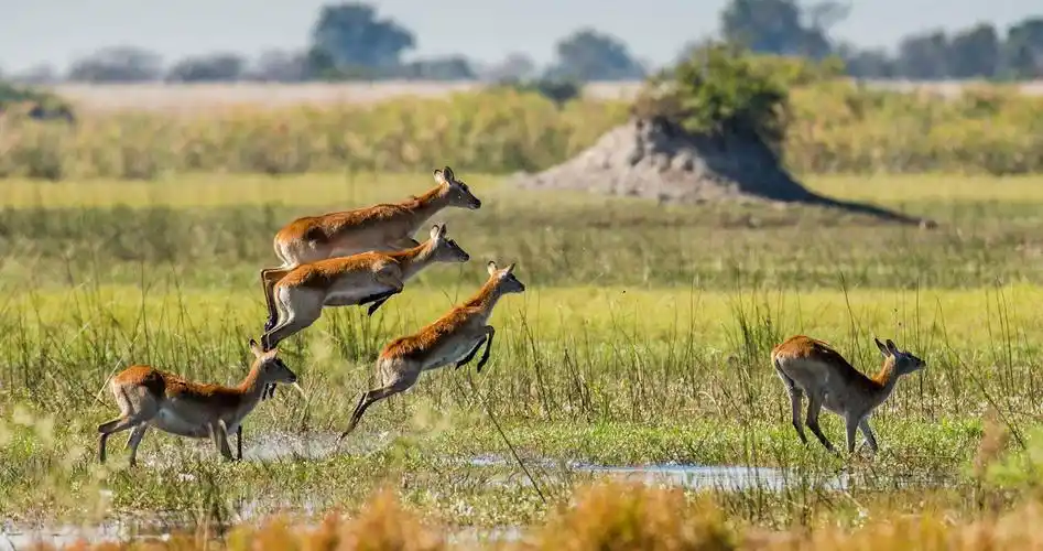 鹿群图片大全-鹿群高清图片下载-觅知网