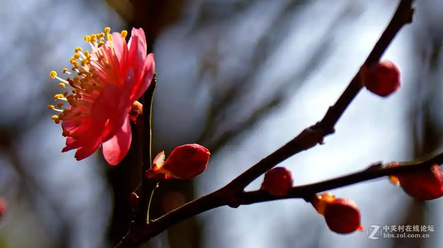 梅花朵朵开,好运自然来