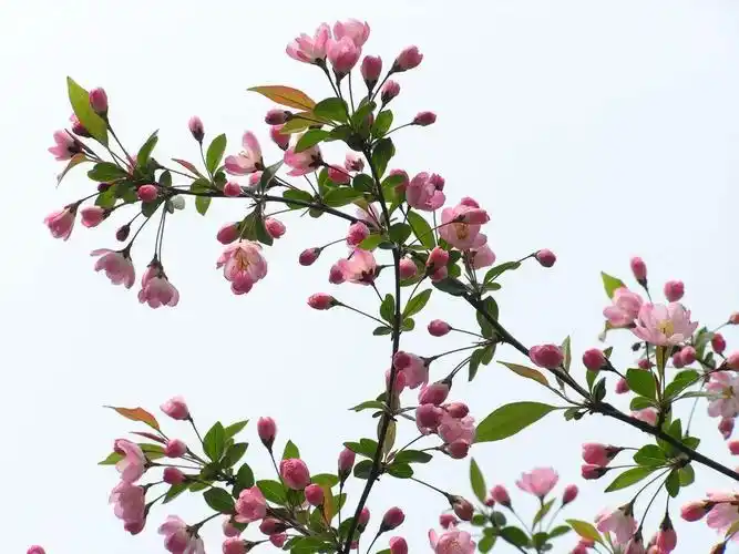 海棠花种类也繁多,乍看之时,区别不大,细细品味,各有韵味,其间味无穷.